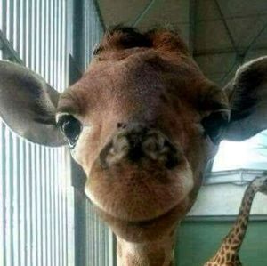 Meet your Posher, Terri